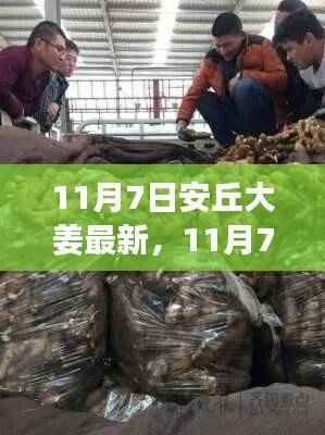 11月7日安丘大姜市场最新动态深度解析