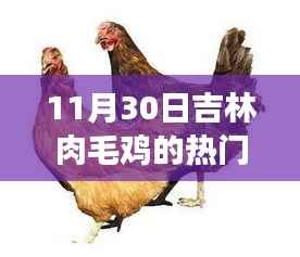揭秘吉林肉毛鸡市场,11月30日热门价格动态分析