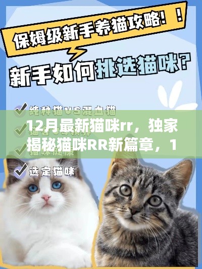 独家揭秘,12月最新猫咪RR时尚潮流与养宠秘籍,猫咪RR新篇章开启🐱