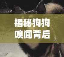 揭秘狗狗嗅闻背后的奥秘,探索动物行为世界