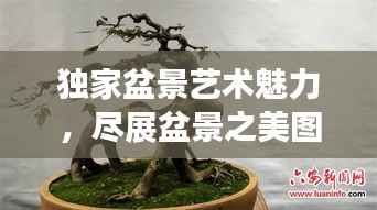 独家盆景艺术魅力,尽展盆景之美图片欣赏