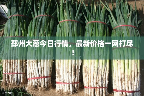 邳州大葱今日行情,最新价格一网打尽!