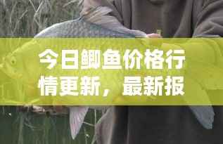 今日鲫鱼价格行情更新,最新报价一网打尽!