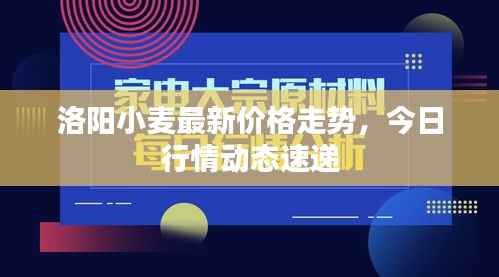 洛阳小麦最新价格走势,今日行情动态速递