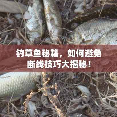 钓草鱼秘籍，如何避免断线技巧大揭秘！