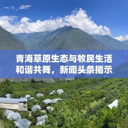 青海草原生态与牧民生活和谐共舞,新闻头条揭示草原新貌