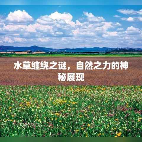 水草缠绕之谜,自然之力的神秘展现